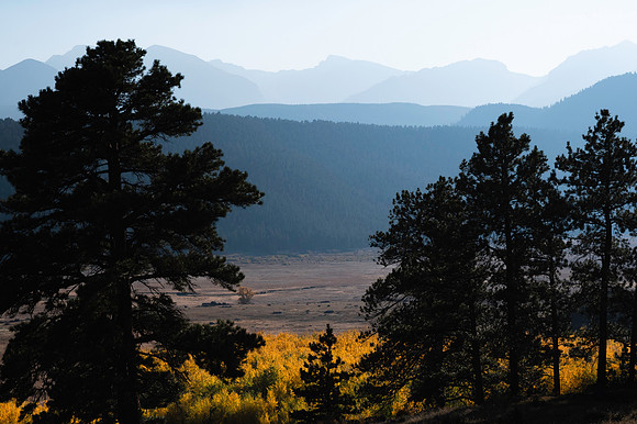 Aspen Meadow