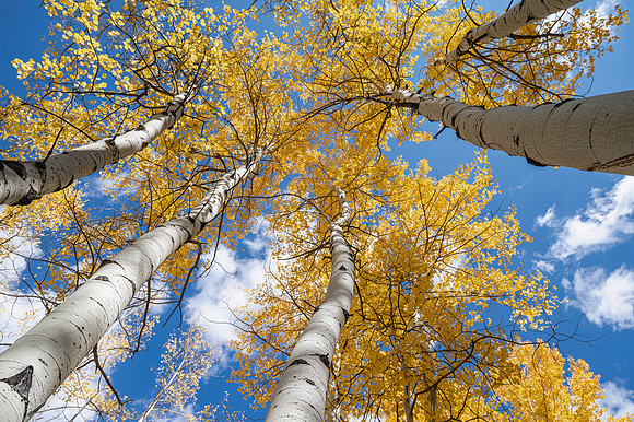 Aspen Blue